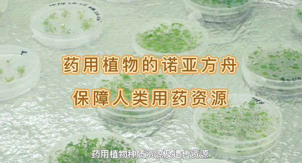 药用植物的诺亚方舟，保险人类药用资源