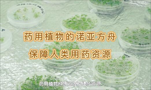 它是药用植物的诺亚方舟，即便面对“天灾人祸”，也不怕药没了