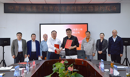 强强结合，K8凯发细胞生物与中青强盛集团进行战术合作签约典礼，共建人参未来产业园
